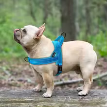 Arnés acolchado ajustable para perros